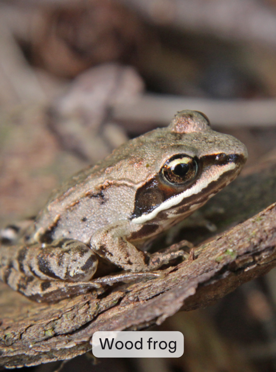 A wood frog sits on a piece of bark. It is a small frog with a white lip, a dark stripe running from its nostril through its eye, and a light brown body.