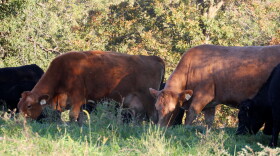 Cattle on land south of Maryville owned by Susie Strauch.