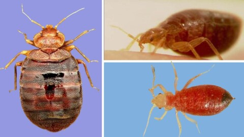 3 images showing magnification view of bedbugs