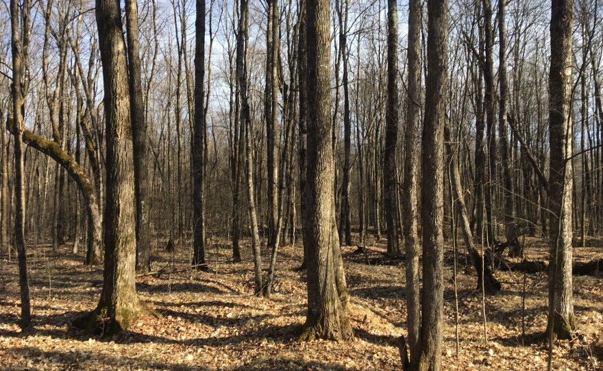 Maple forest - Chequamegon-Nicolet National Forest.