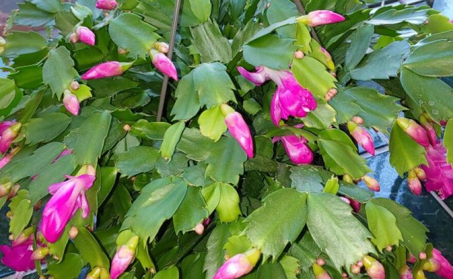 Cactus Care! | WCMU Public Media