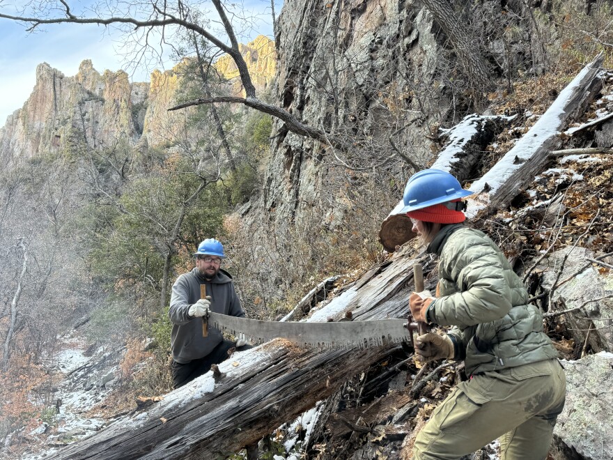 Two people use a crosscut saw to cut a fallen tree in the forest.
