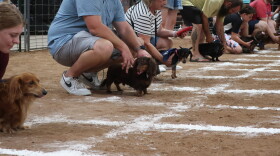 Wiener dogs and their owners wait for the race to start.