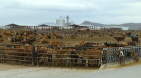 Willcox Dairy Farm