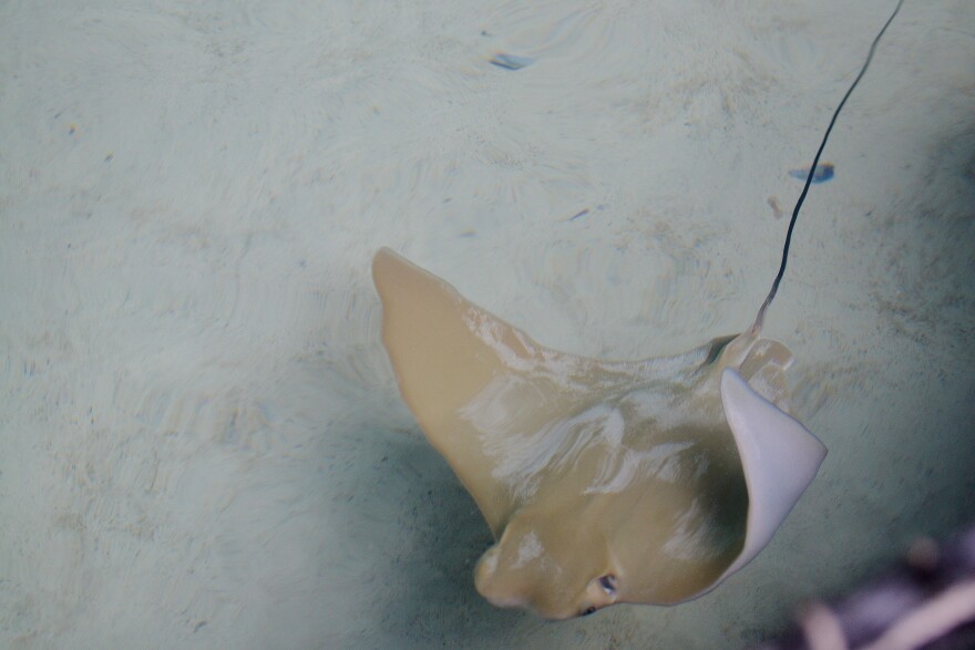 stingray bay