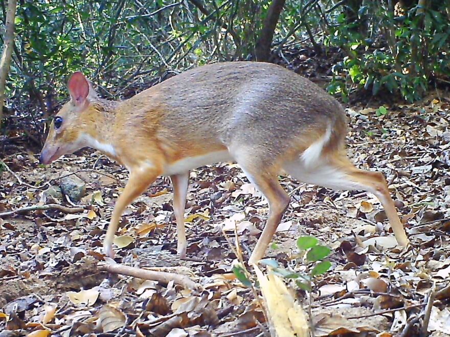 Nearly 30 years after its last documented sighting, a silver-backed chevrotain was spotted by a camera set up in the forest of southern Vietnam.