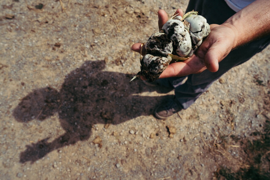 A St. Louis-based vegetable broker holds a freshly picked handful of huitlacoche — a rare and edible fungus that grows as bulbous, grayish-black growths on ears of corn — at the Home Gardens Community Market on Aug. 24 near Fredricktown. St. Louis Public Radio has agreed not to use his name in this story because he's afraid of losing his day job.