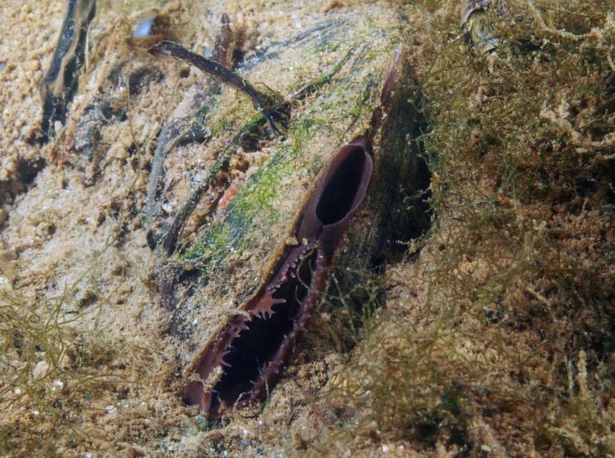 A western ridged mussel in Washington's Chehalis River.