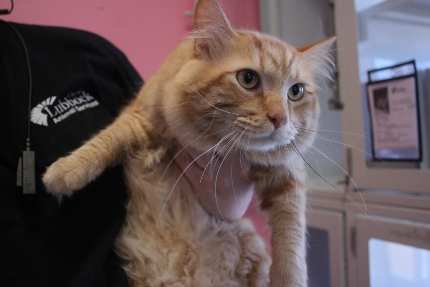 An adorable fluffy cat named Cheddar being held by Lead Shelter Officer Samantha Jones. 