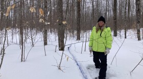 RiChard clears snow from her lines, which carry sap from trees to a nearby barn to be boiled down to maple syrup. (Photo: Ellie Katz/IPR News)