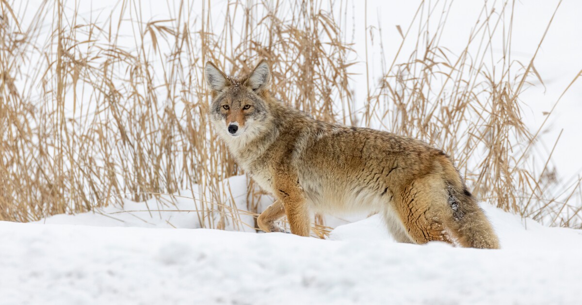 Have you seen a coyote in the Milwaukee area? Here's what you need to know