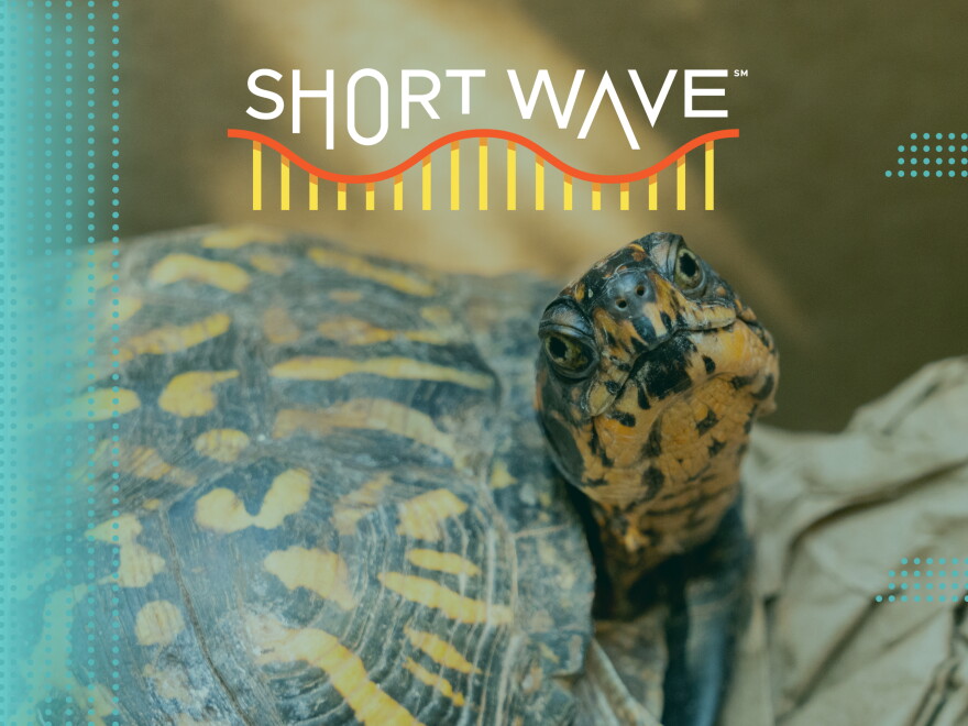 The Turtle Conservancy cares for illegally trafficked turtles once they're confiscated, including box turtles.