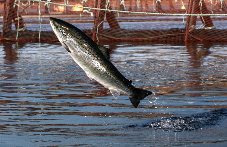 Washington has eight Atlantic salmon net pens. There are two types: commercial net pens for raising Atlantic salmon and enhancement net pens for wild salmon that will eventually be released.