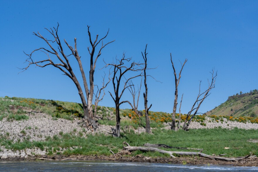Dead trees among California poppies and wild grass on the shore of the Klamath River