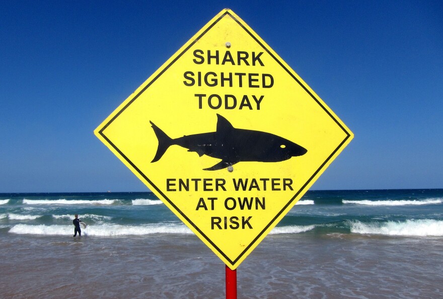 Shark kills swimmer in Australia’s Sydney; first fatal attack since 1963