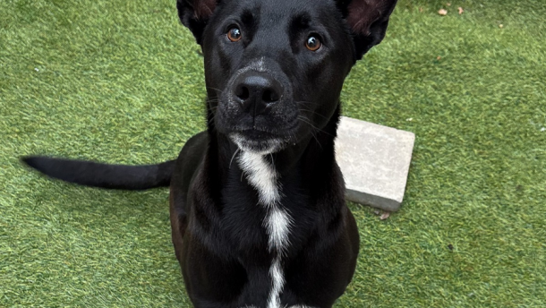 Solstice is one of the pets that has been at the San Antonio Humane Society since late December. He is a is a 2-year-old Retriever.