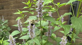 Linn County resident Ann Hammond spotted a rusty patched bumblebee in August 2021, a few years after beginning native habitat restoration on her property.