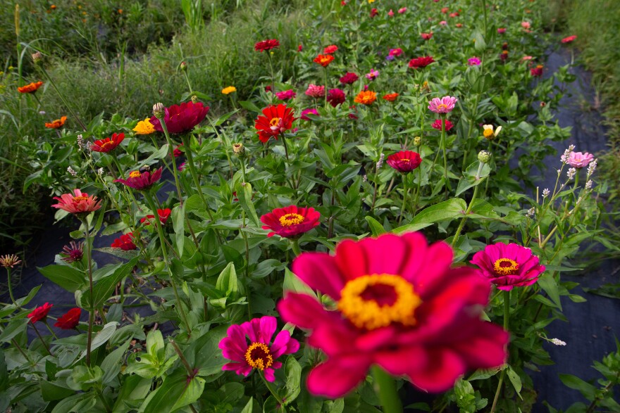 A photo of bright pink, red and yellow flowers.