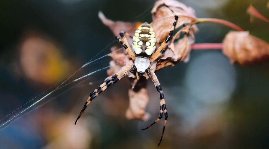 Argiope aurantia or writing spider, North American