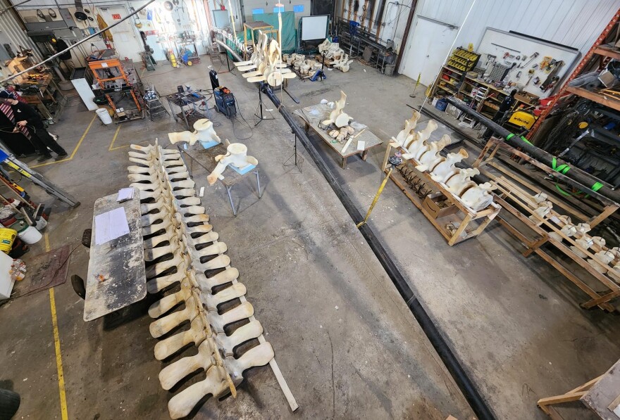 Cleaned bones from a massive blue whale await to be put back together at a Dinosaur Valley Studios workshop near Alberta, Canada.
