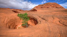 A long expanse of red rock. In the foreground there's a pit in the rock where a tree is growing. There's also an incline in the background with holes dotted in the rock.