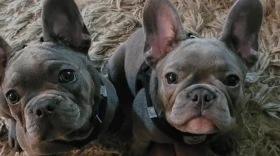 Tonya Bostick’s two healthy French bulldogs, Blu (left) and Bruno, passed away hours after she dropped them off at Doggie Queen’s Pet Palace.
