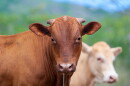 Meat production is extremely inefficient, requiring much more land to grow animal feed than is used to grow plant foods.