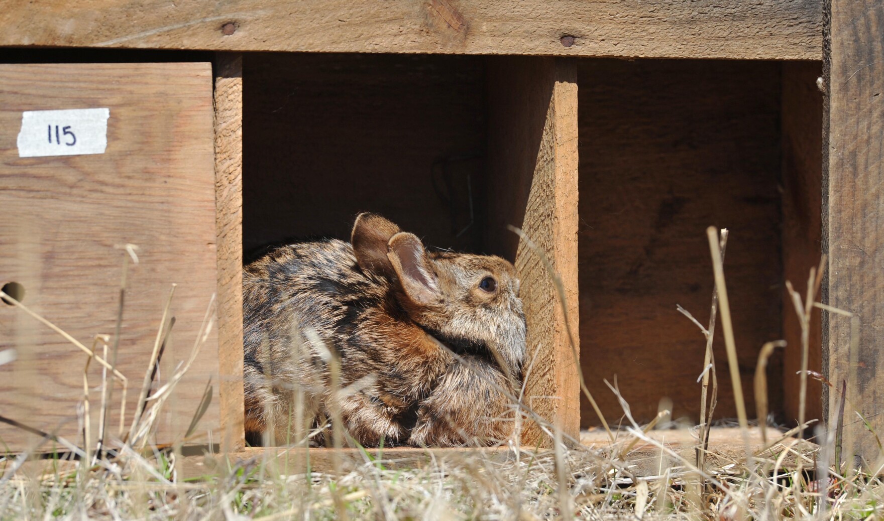 Remote Island Experiment Release 13 Rabbits and See What Happens CAI