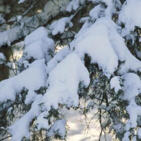 Eastern Red Cedar tree draped in snow.