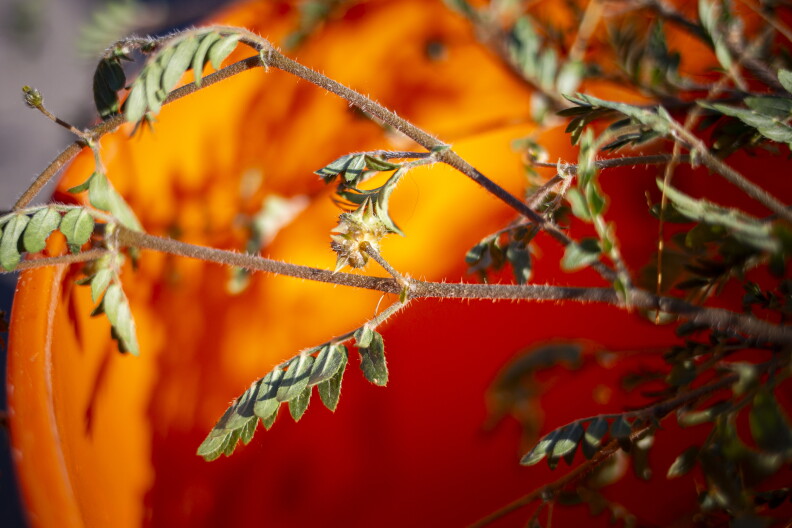 A goathead plant, with its spiny fruit visible in the center of the image. The fruits break into several nutlets, each of which contains seeds and has thumbtack-sharp spines. 