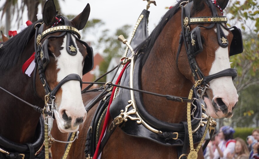Two brown and white horses 