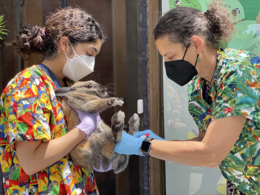 A veterinarian gives a rabbit a dose of the vaccine. Rabbit hemorrhagic disease—or RHDV2— is a highly transmissible virus affecting both wild and domestic rabbits.
