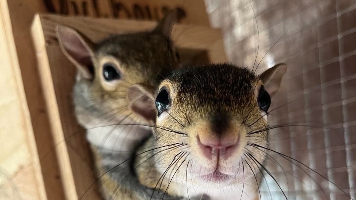A ‘nutty' mission to save local squirrels