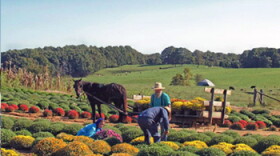 An example of the vibrant Amish community in Marion, Kentucky.