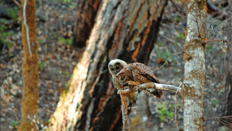 An adult northern spotted owl perches beside a juvenile owl on a moss-covered tree branch in a Pacific Northwest forest.
