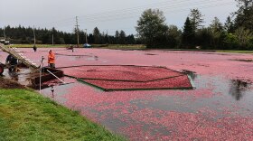 A cranberry bog