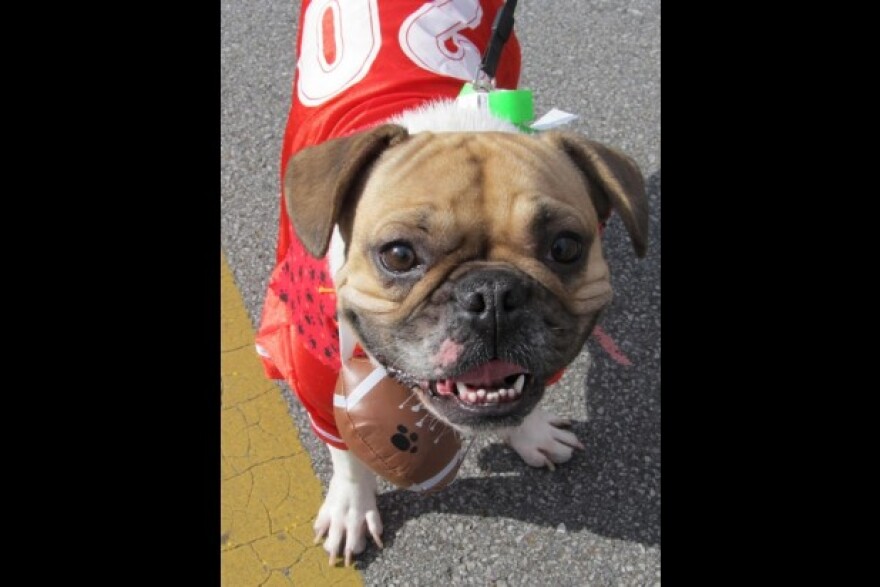 Dog in Costume (Credit: itsalldowntown.com)