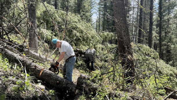 Two people are using chainsaws to cut fallen trees and debris in the forest. 