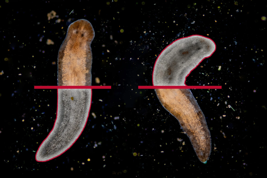 Planarians can regrow their entire body from just a sliver of a body fragment. They can rebuild tissues, muscles and even their brain. (Illustration by Lindsay Robinson)