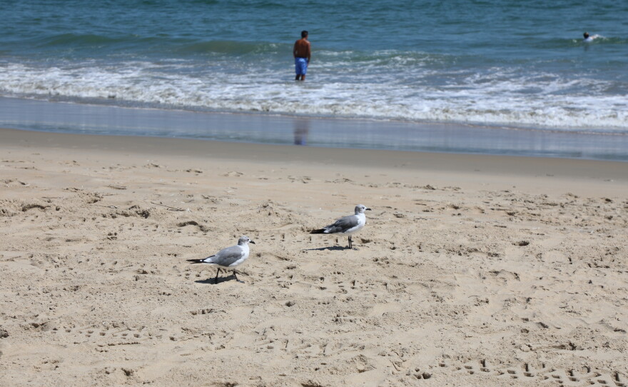 Gulls patrol the beach in Sandbridge in Virginia Beach on Aug. 26, 2026.