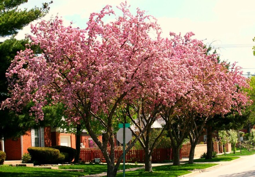 Caring For Flowering Trees Iowa Public Radio