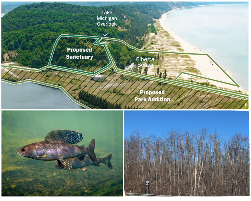 There's some money set aside in the state budget for a land conservation project in Elberta, river restoration for Arctic grayling and reforestation after northern Michigan's ice storm. (Courtesy: Grand Traverse Regional Land Conservancy, top, U.S. Fish & Wildlife Service, bottom left, Ellie Katz/IPR News, bottom right)