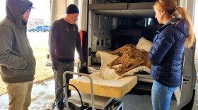 Fossil preparators Salvador Bastien, left and Natalie Toth, along with paleontological restorer Rob Gaston, middle, taking a look at the restored skull of Pops the Triceratops on March 28, 2023. The fossil was transported in a white delivery van from Gaston's studio to its home at the Weld County Administration Building, where the experts had to contemplate how to get it through a narrow set of doors.