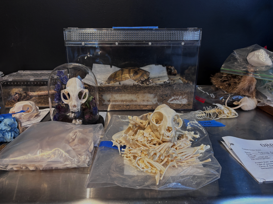 A turtle is sitting inside a clear box with dermestid beetles that are decomposing it. A pile of bones and a skull of an unknown animal sit on the table. A fur pelt sits to the side. A skull enclosed in a glass container sits by the turtle.