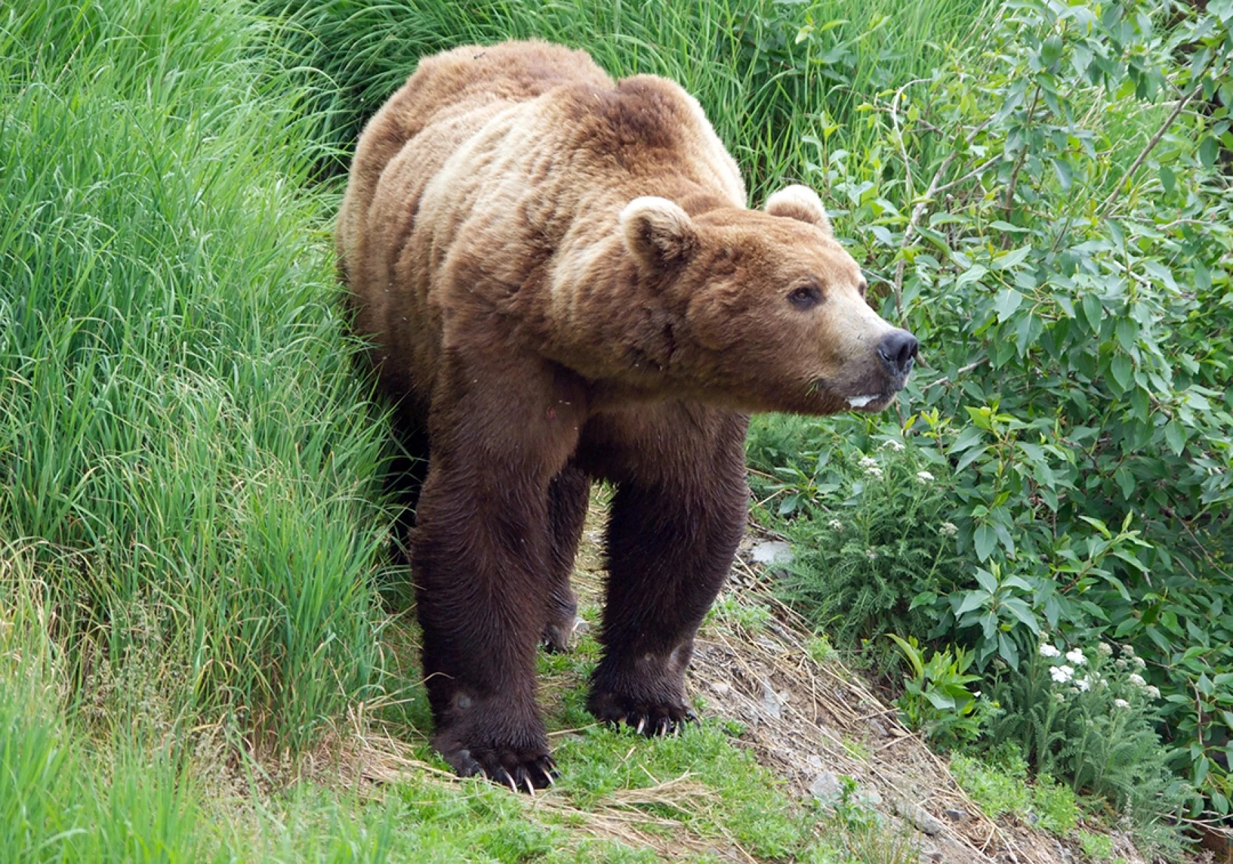 Brown bear seriously injures woman at her home near Kenai