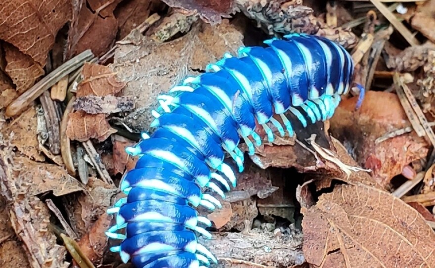 A cherry millipede, captured under a blue light.