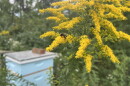 A small bee collects pollen from flowers nearby a manmade hive at Little Miami Farms