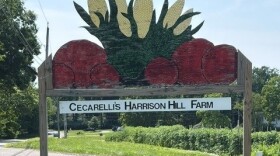 Cecarelli's Harrison Hill Farm, Northford. A severe 13-minute hailstorm on August 26th, 2024 destroyed its crop. Insurance coverage helped recoup less than half of its $400,000 loss.