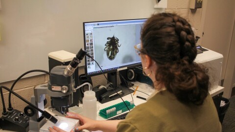 Lab analyst Diana Wendelin identifies a tick for Buckeye Tick Test at Ohio State University's Goss Laboratory on Thursday, May 21, 2026.