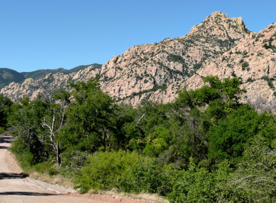 An evergreen oak woodland is in the foreground of this photo with the granite slopes that form the core of the Dragoon Mountains in the background.